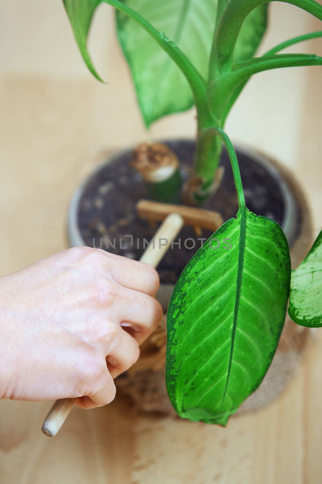 Woman gardening potted plant by Novic