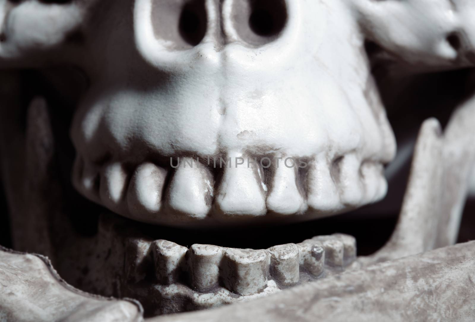 Close-up horizontal photo of the human skull