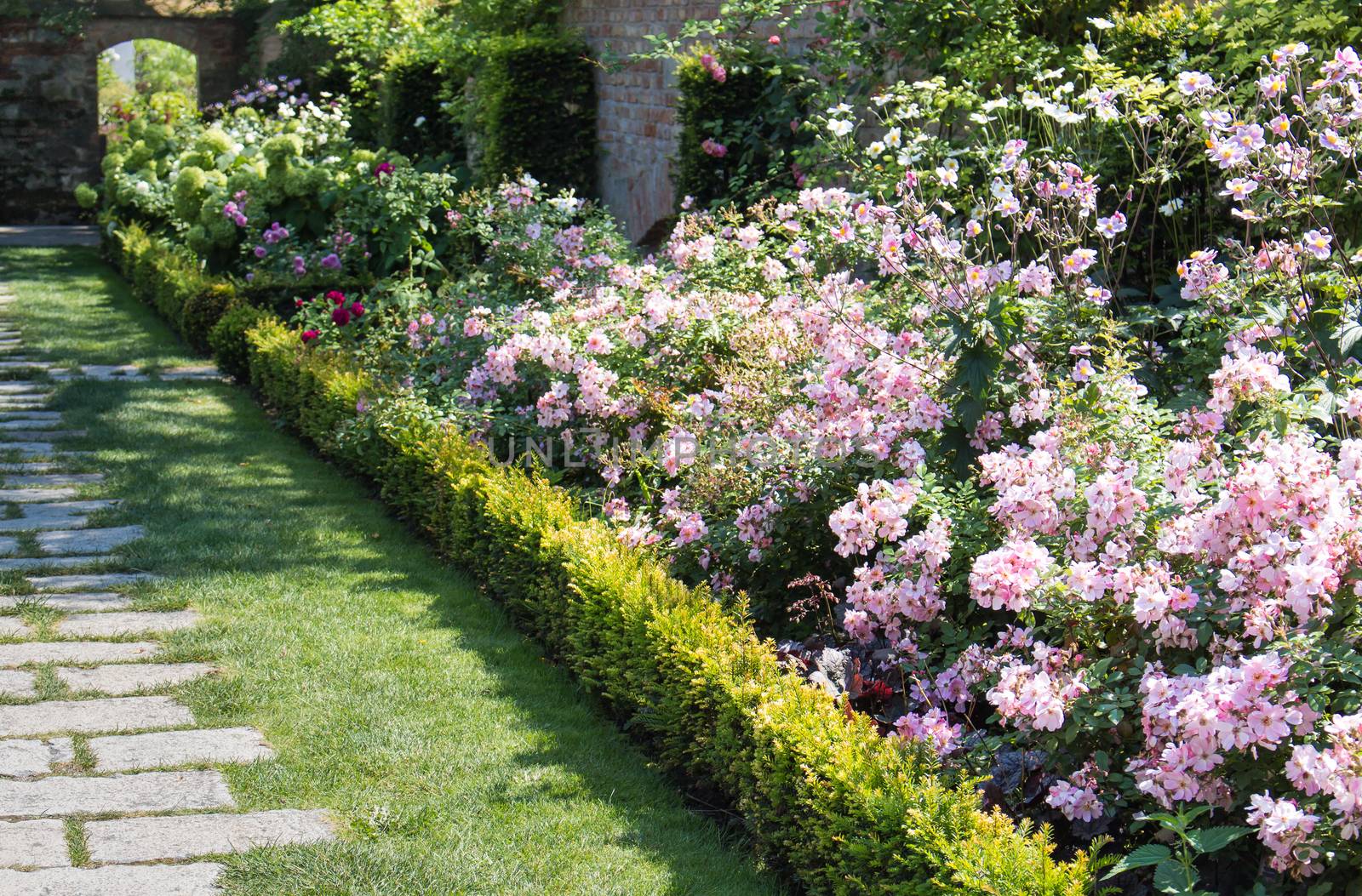 Pink roses in the summer garden by YassminPhoto