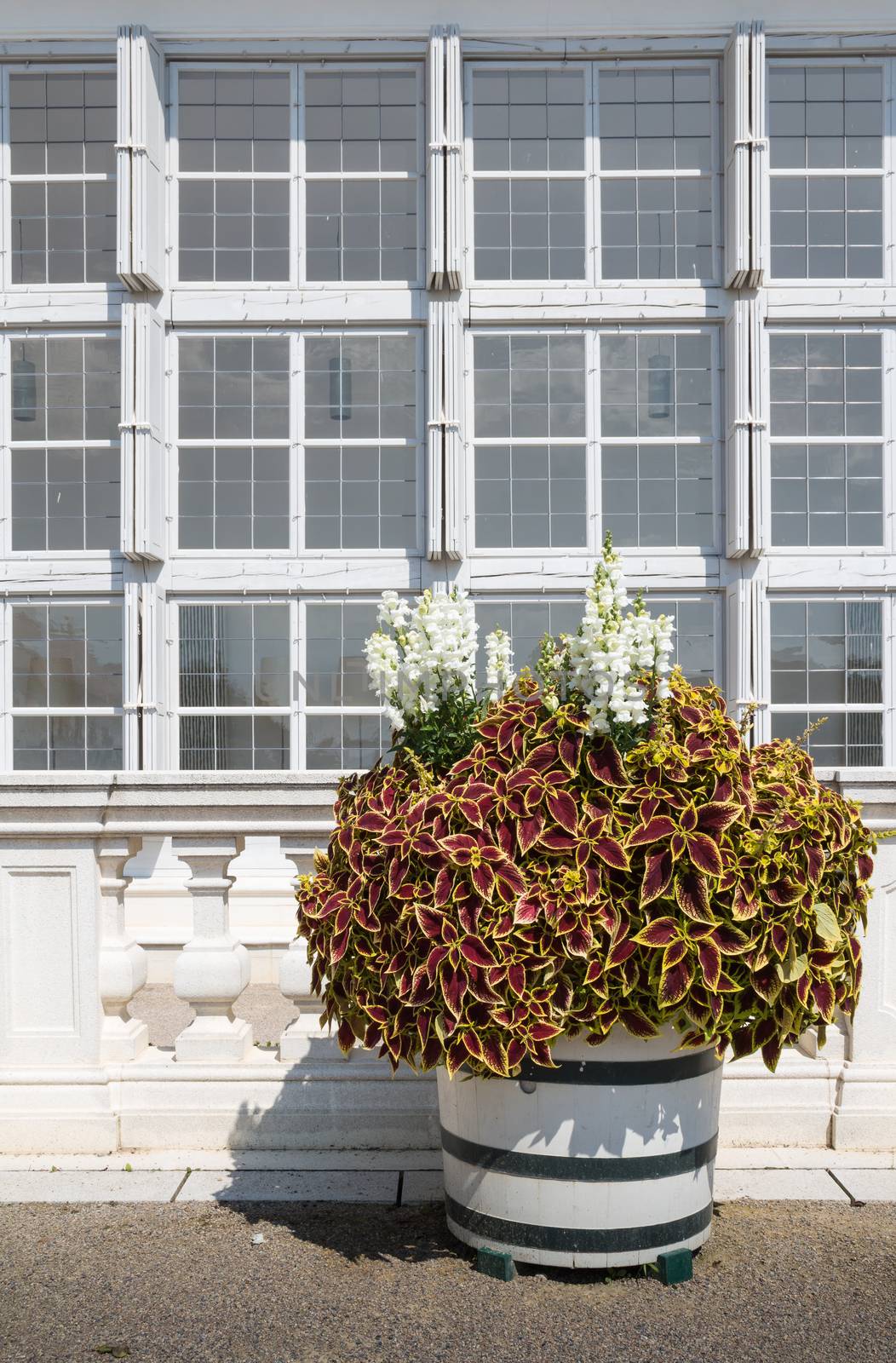 Big flower pot with colorful flowers during a summer day. Structure of a white framed windows in the background. Schlosshof, Austria.