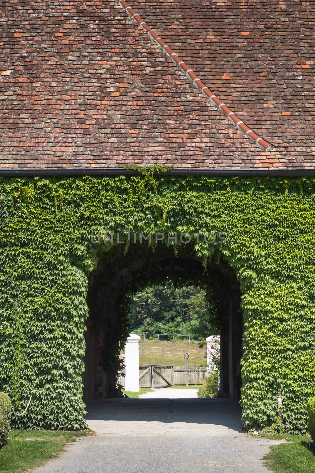 Underpass of an old building covered with ivy by YassminPhoto