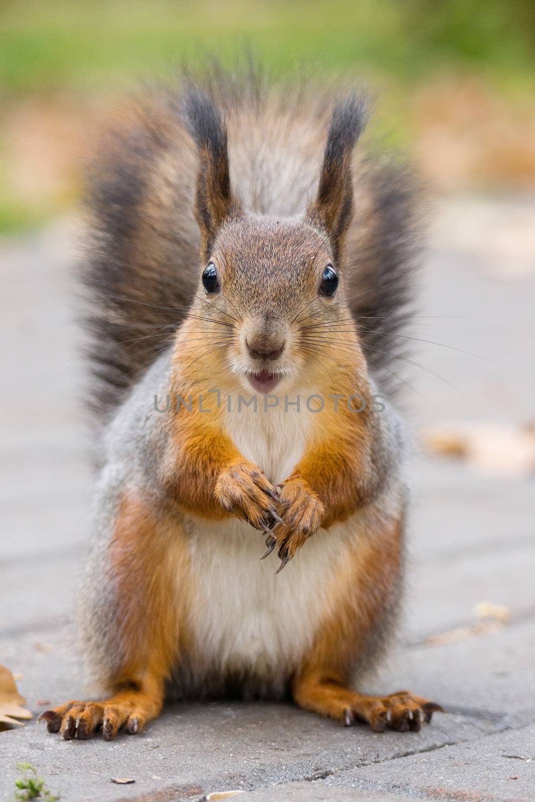 the photograph shows a squirrel on a tree