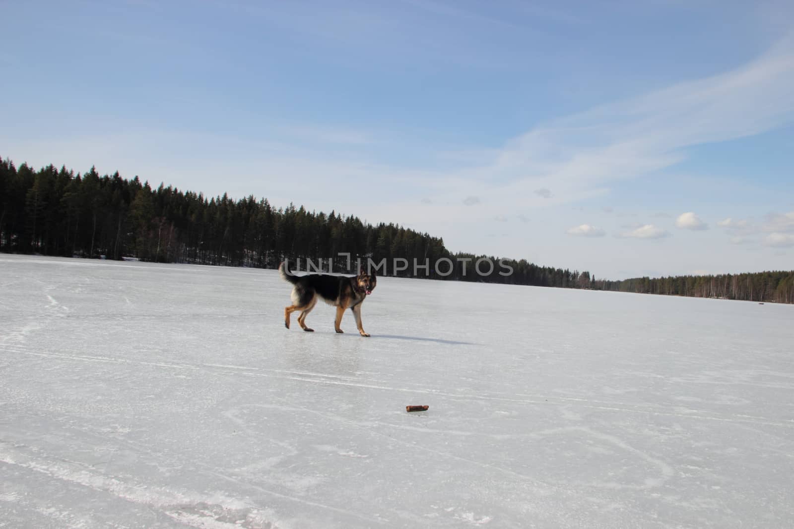 beautiful young Alsatian dog on the frozen lake