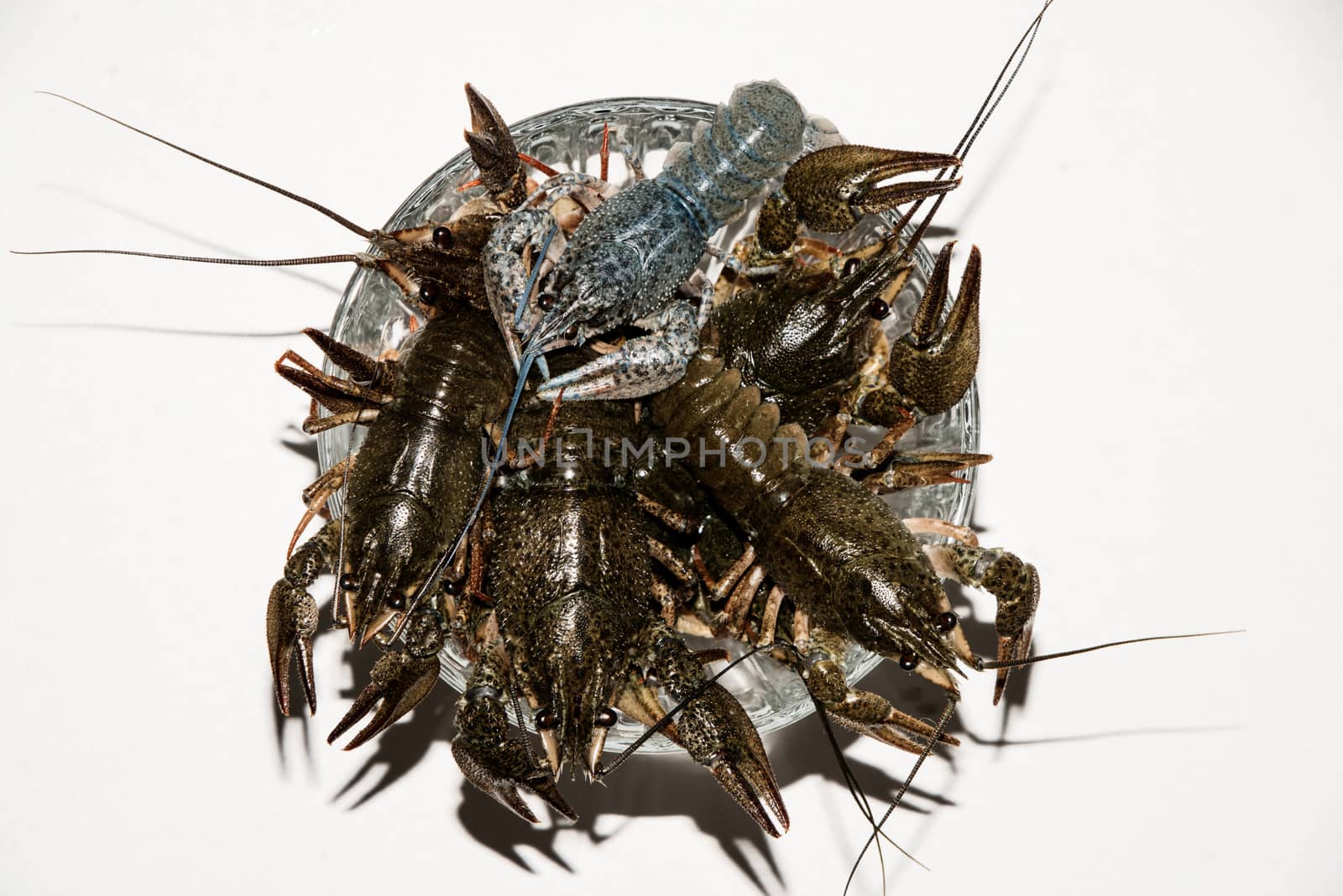 alive crayfish isolated on white background, live crayfish closeup, fresh crayfish. Beer snacks, river crayfish