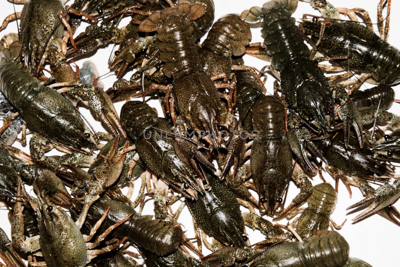 alive crayfish isolated on white background, live crayfish closeup, fresh crayfish. Beer snacks, river crayfish