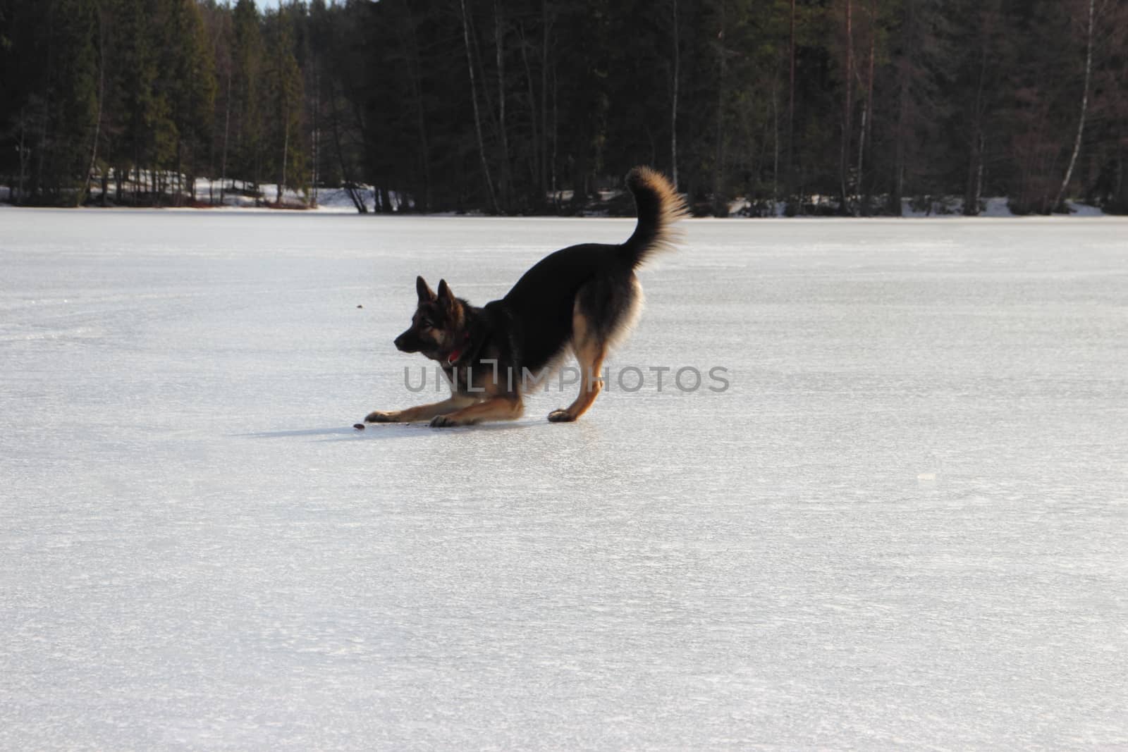 Alsatian dog on the frozen lake by Metanna