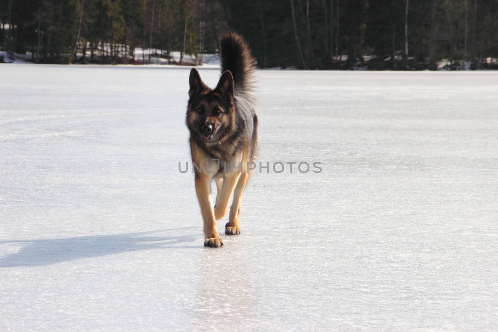 beautiful young Alsatian dog on the frozen lake