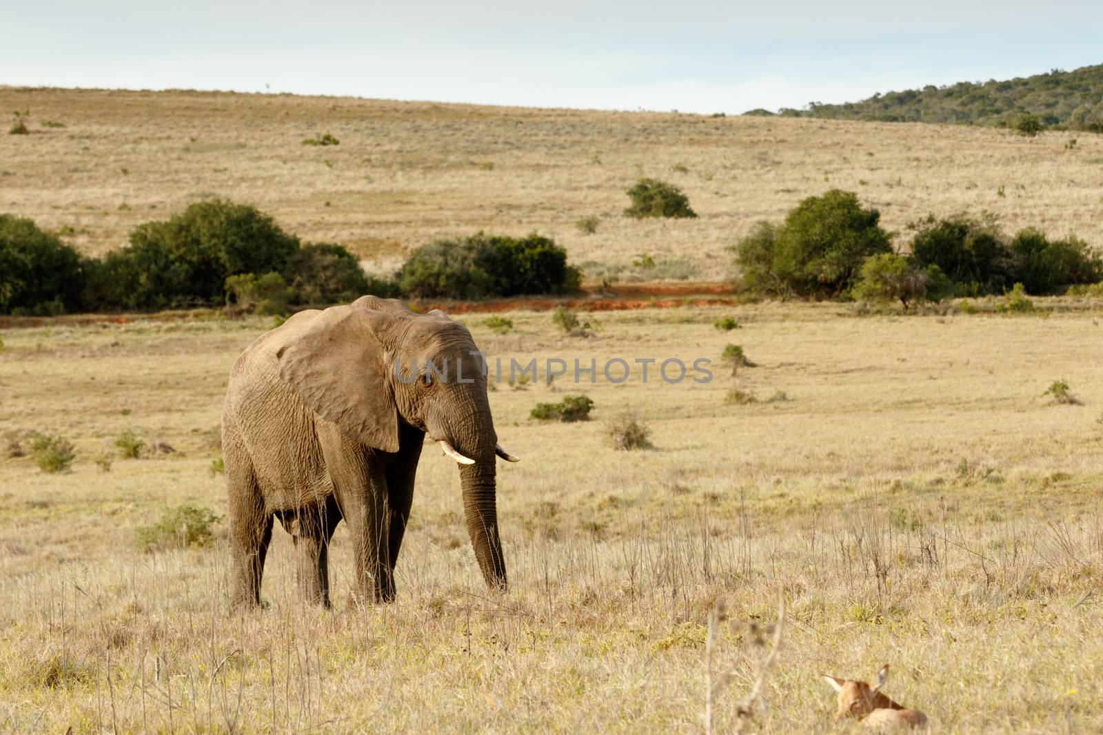 The African elephant in a open golden field.