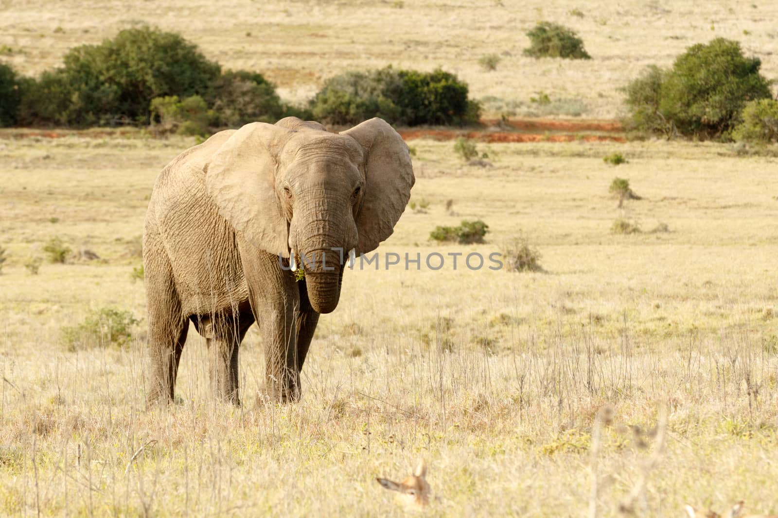 The African elephant standing and eating in a open yellow field.