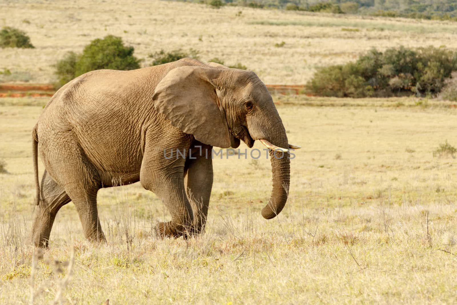African Elephant taking a stroll in the open yellow field.