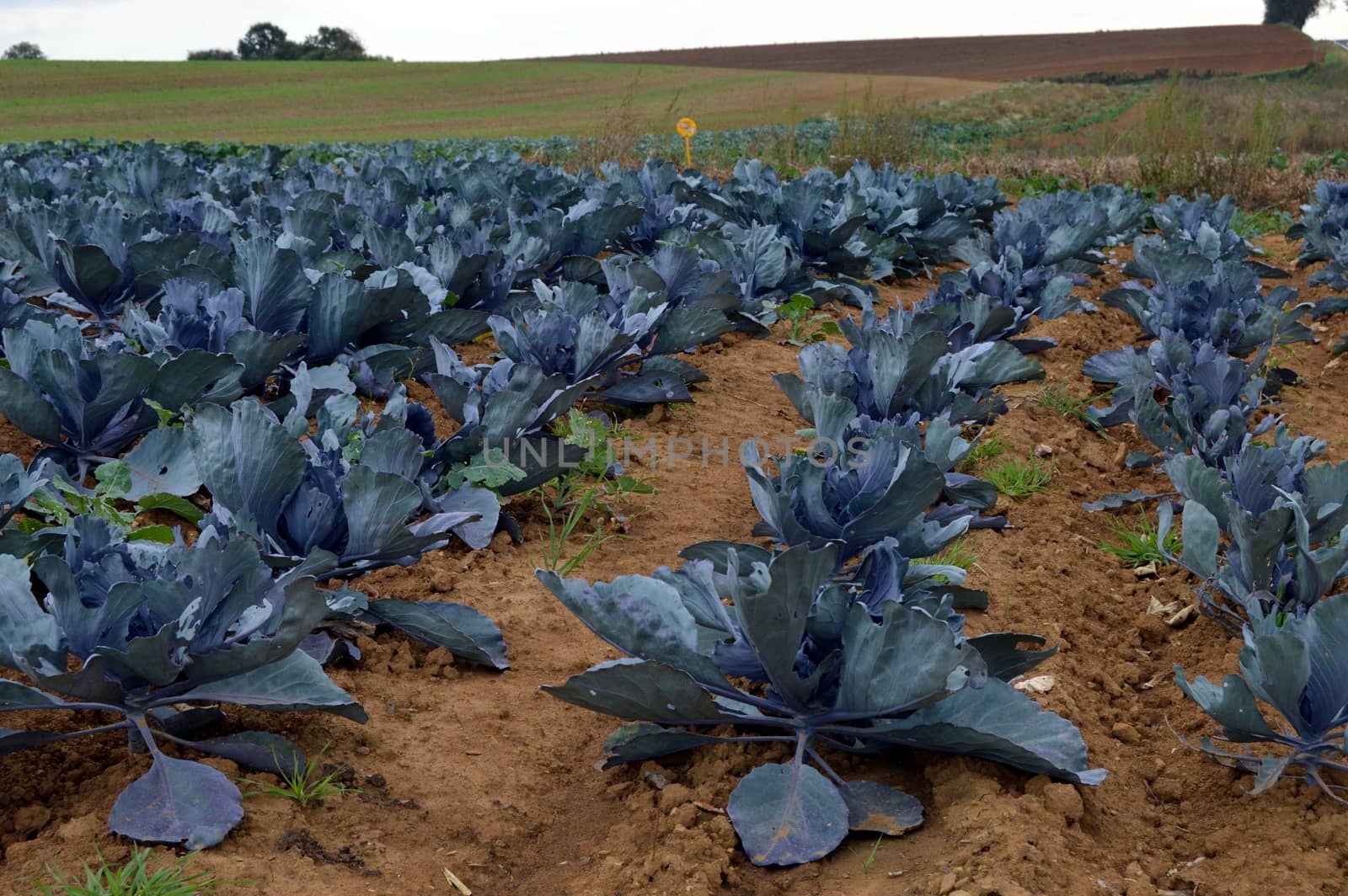 Several lines of cabbages red to cultivate in a field of Belgium.