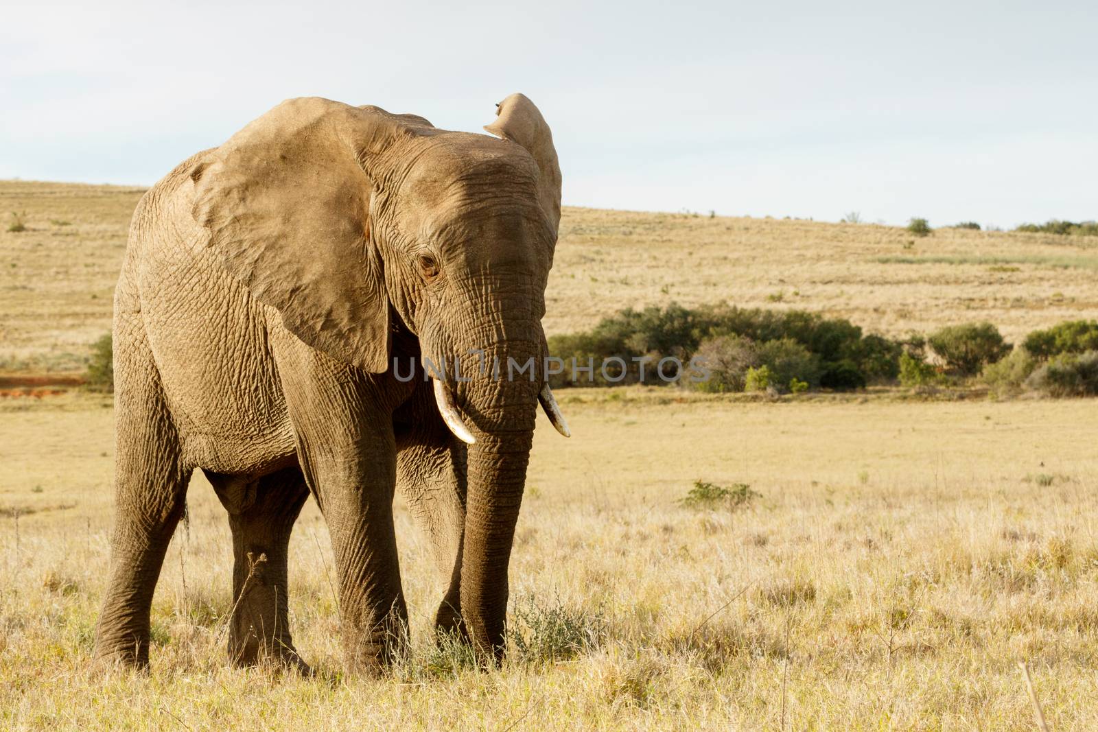 Huge African bush elephant with beautiful golden light and field