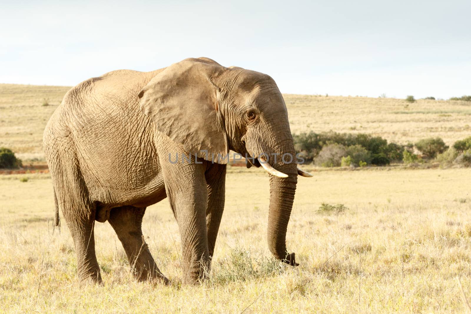 African bush elephant with beautiful golden light in a field looking for some fresh grass