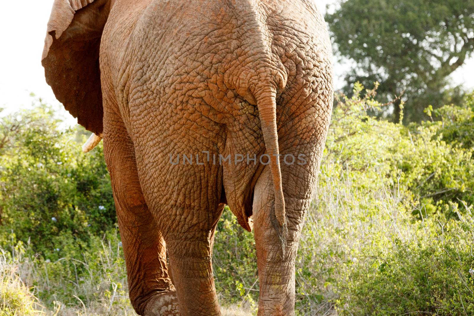 Close up of the backside of The African bush elephant