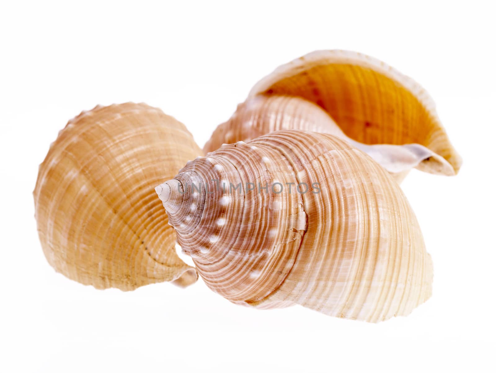 Sea shells of marine snails isolated on white background close up .