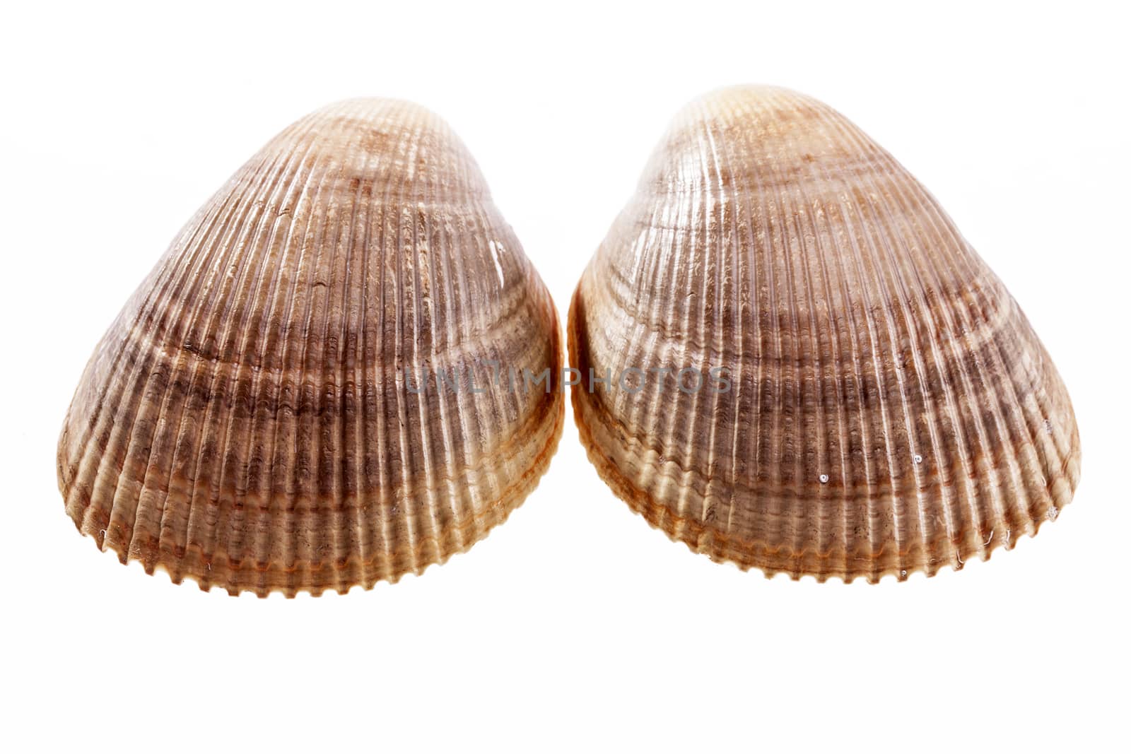 Two sea shells of  mollusk isolated on white background. by mychadre77