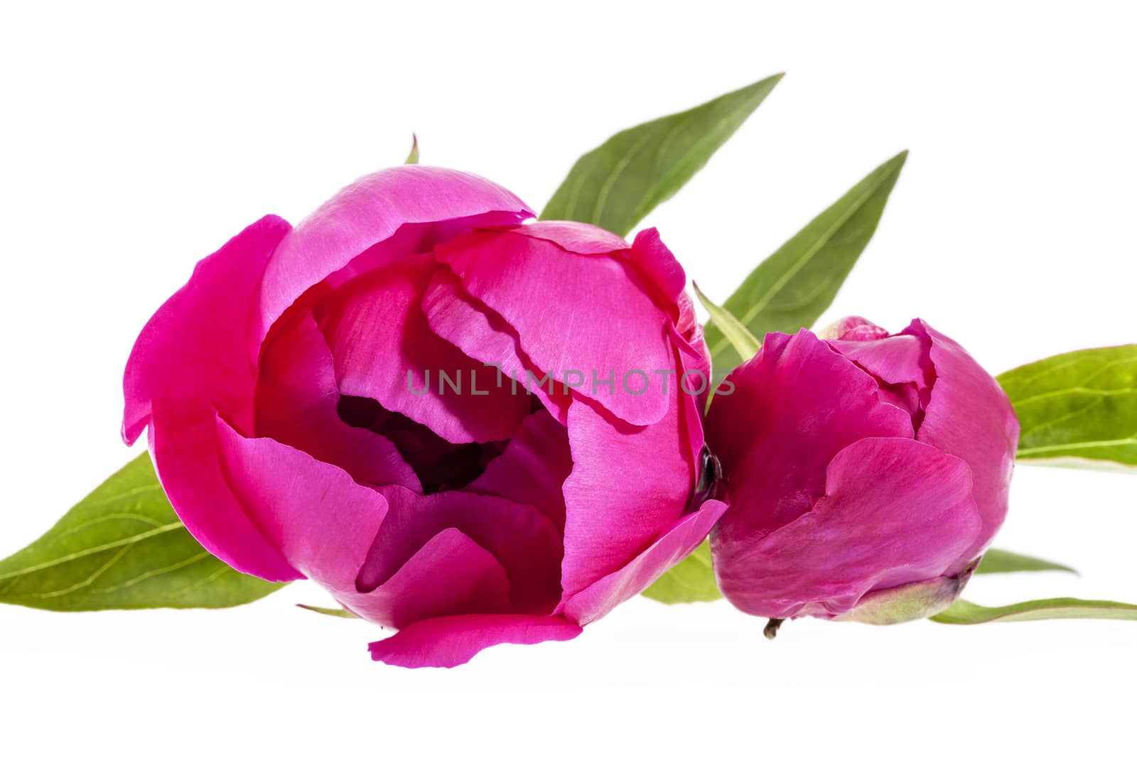 Pink flowers of peony isolated on white background