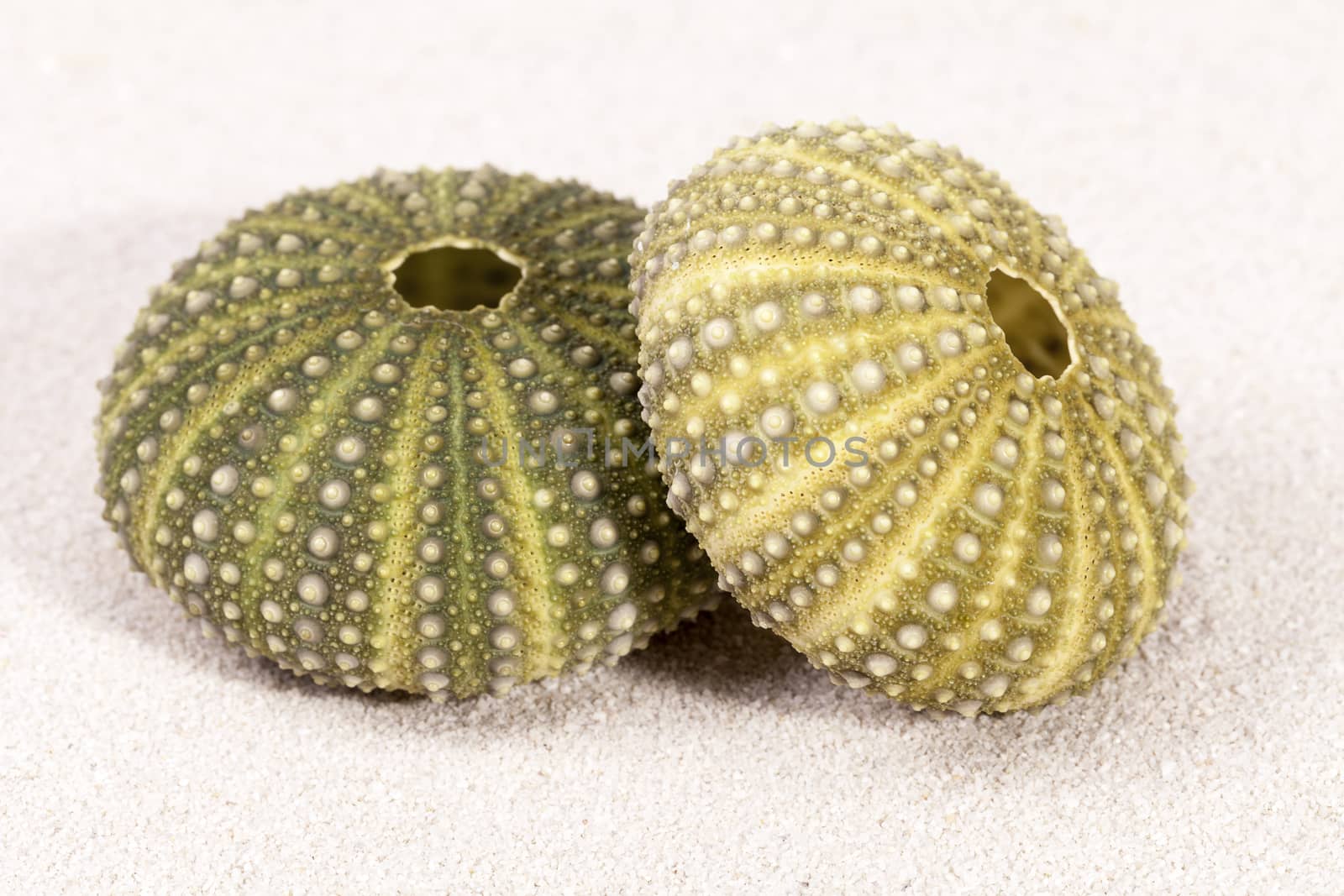 Sea shells of green sea urchin on sand