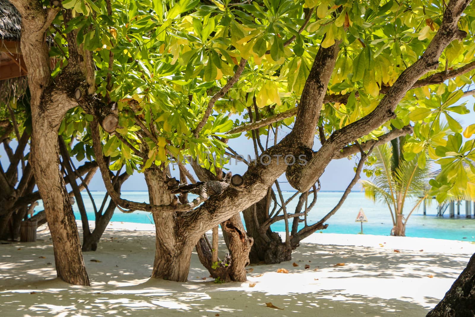 Green tree and palm on white sand beach. Maldives island. by evolutionnow