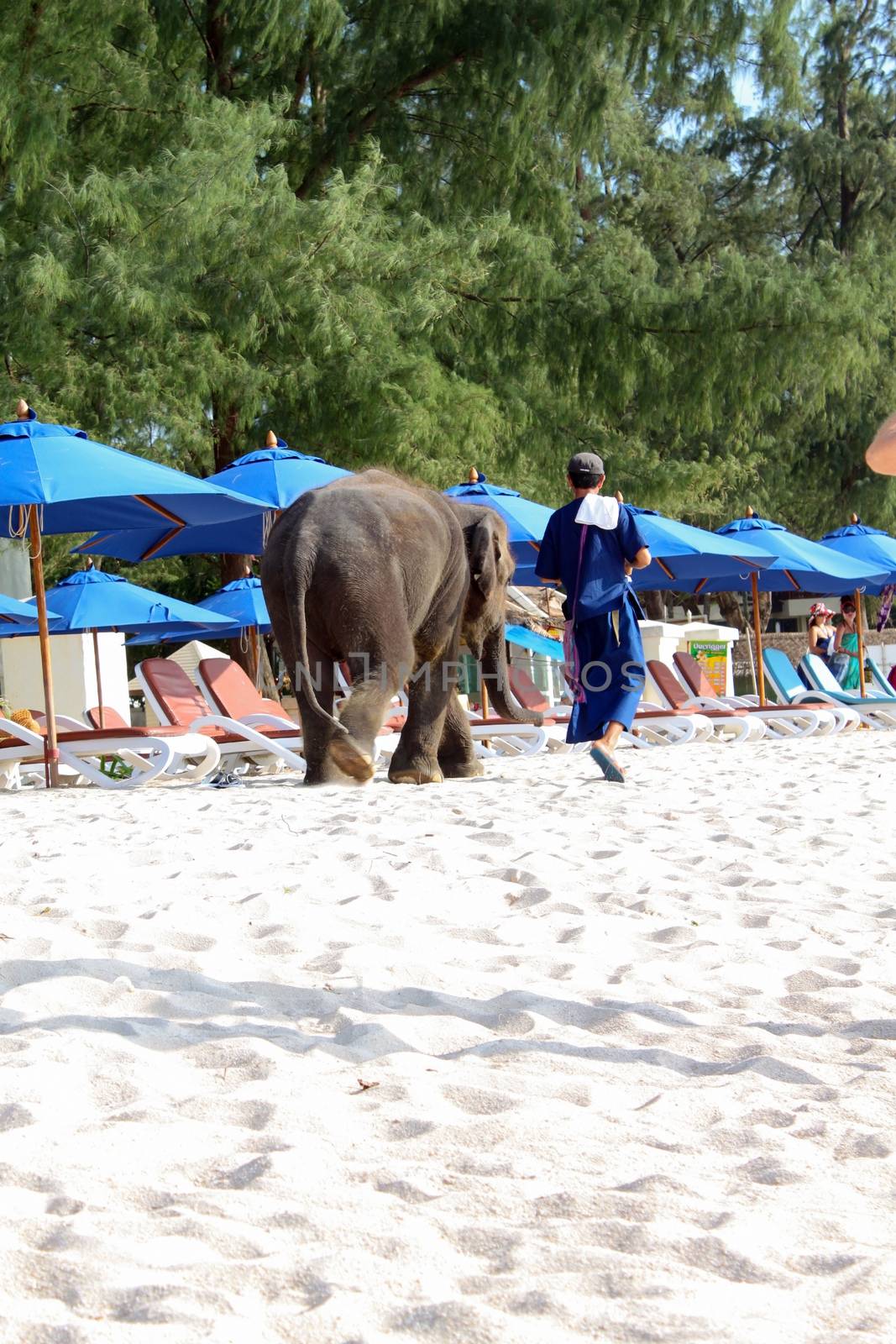 BANGTAO BEACH, PHUKET, THAILAND - NOVEMBER 06, 2013: Tourists fedding baby elephant on the seaside Asia vacation.