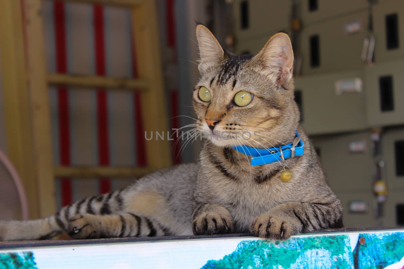 Cute cat laying down on the bench by evolutionnow