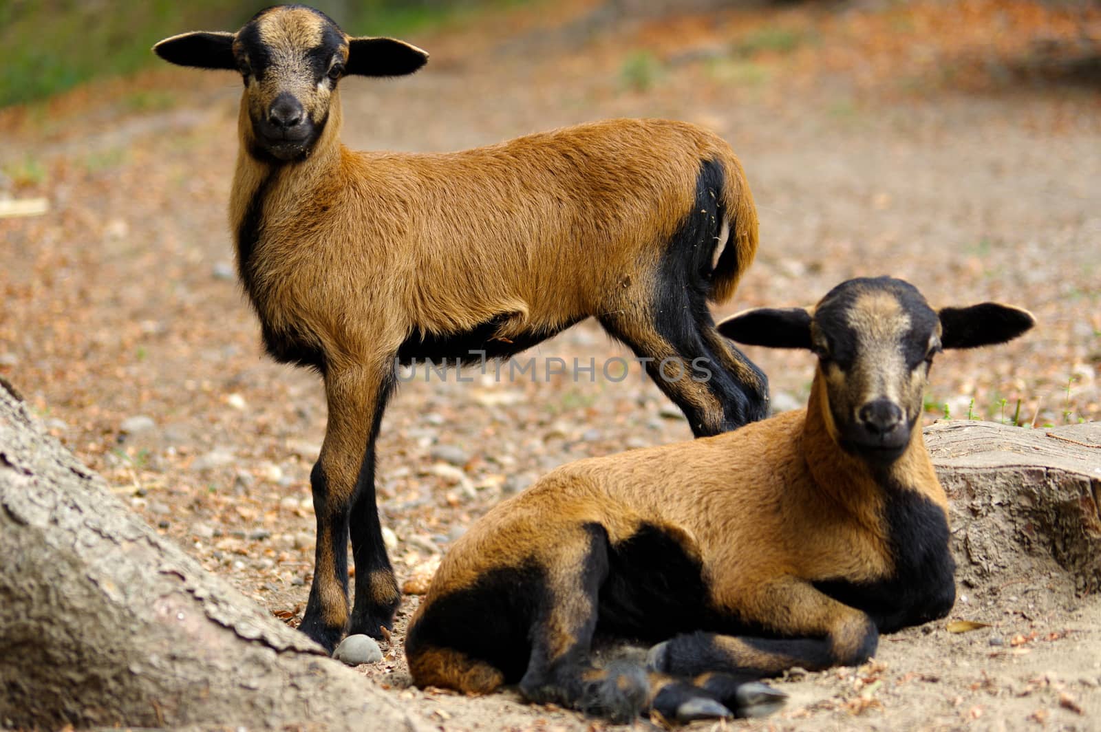 brown goats grazing in a field, sheep by evolutionnow