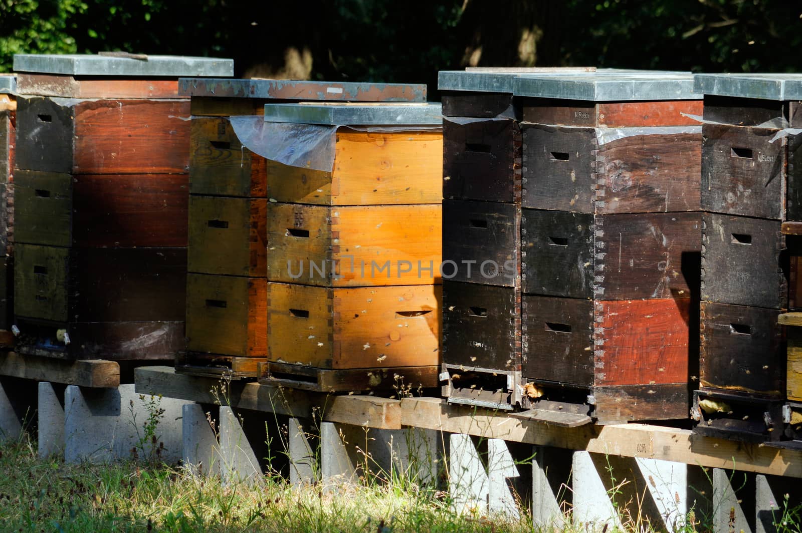 Row of colorful wooden beehives with trees in the background by evolutionnow