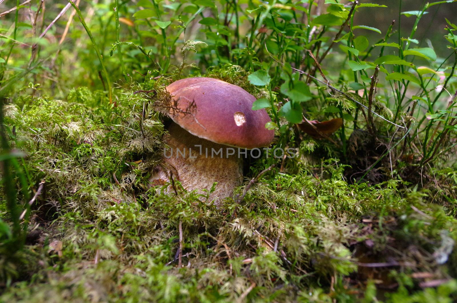 Boletus edulis or cep, penny bun, porcino, or king bolete. Mushroom porcino or cep in it's natural habitat. Edible mushroom boletus edulis. Mushrooms in the autumn forest