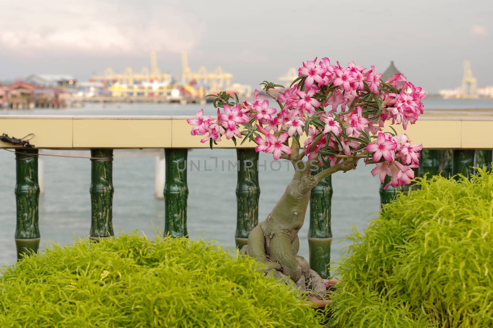 pink bougainvillea bonsai in garden, Penang Island, Malaysia by evolutionnow