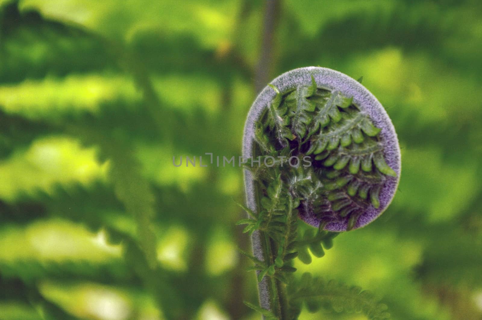 Spiral of young fern in spring, close-up by evolutionnow
