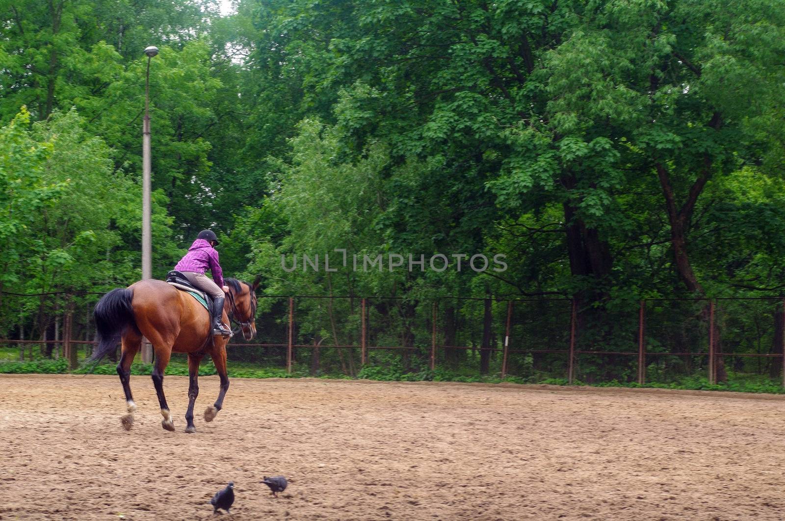 a gallop horse with young woman in a field, Park Ekateringof, St. Petersburg by evolutionnow