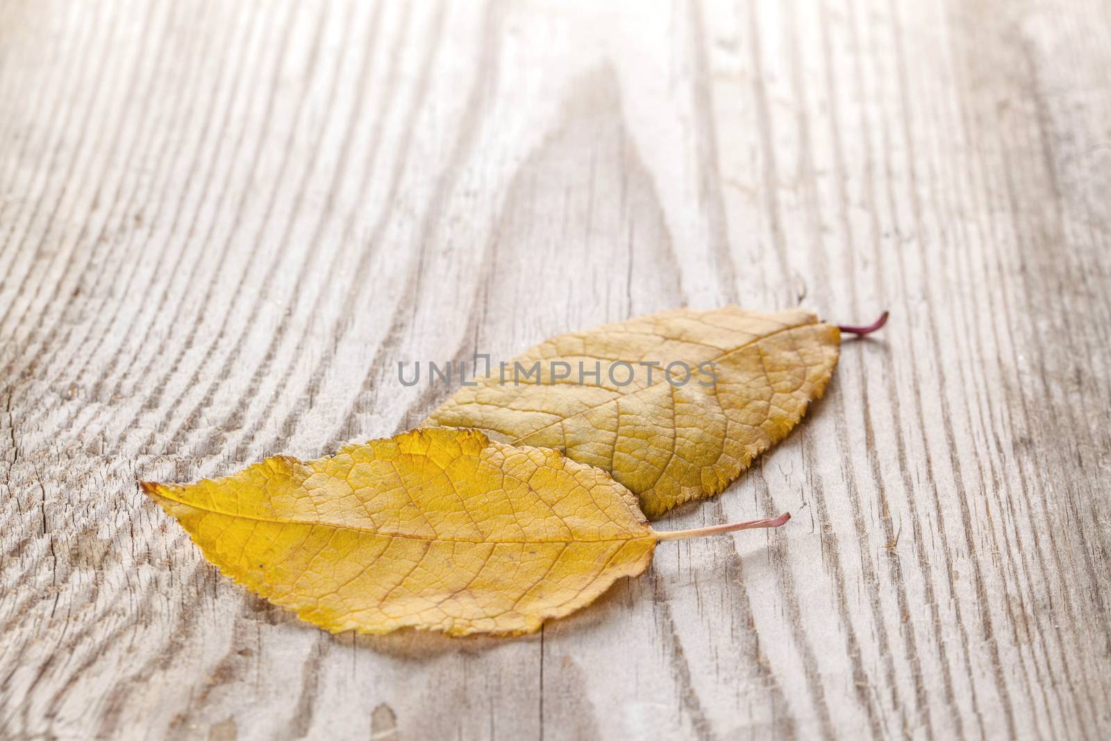 Beautiful fallen autumn leaves on wood background