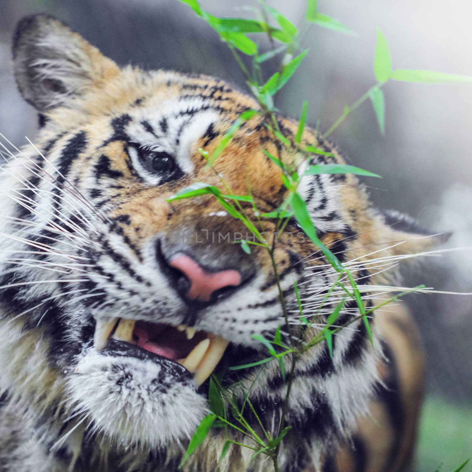 Bengal Tiger portrait by Yellowj