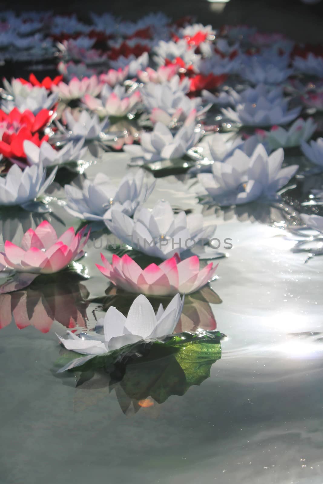 Festival Of Dewali lotus flower offering floats on water by cheekylorns