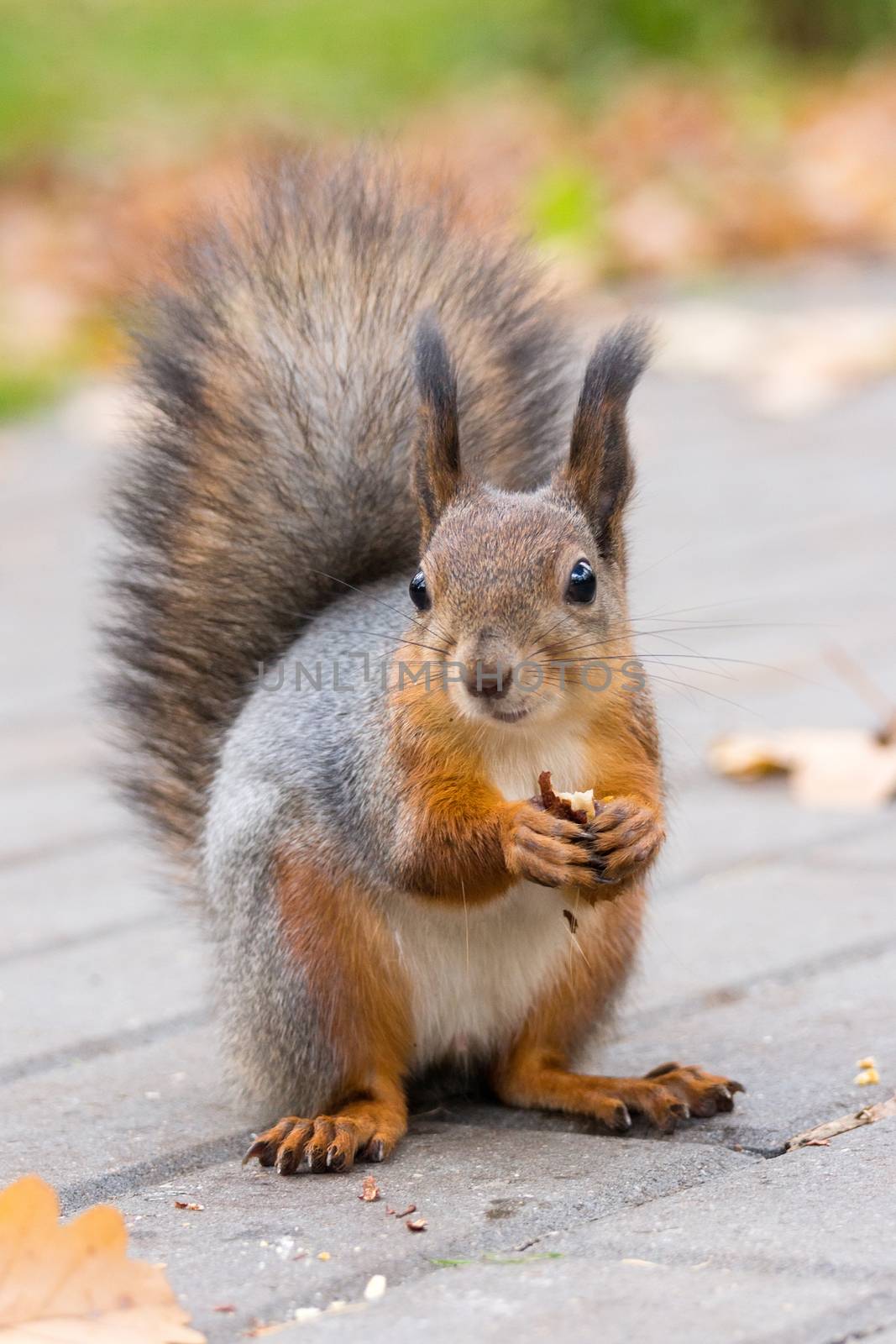 the photograph shows a squirrel on a tree