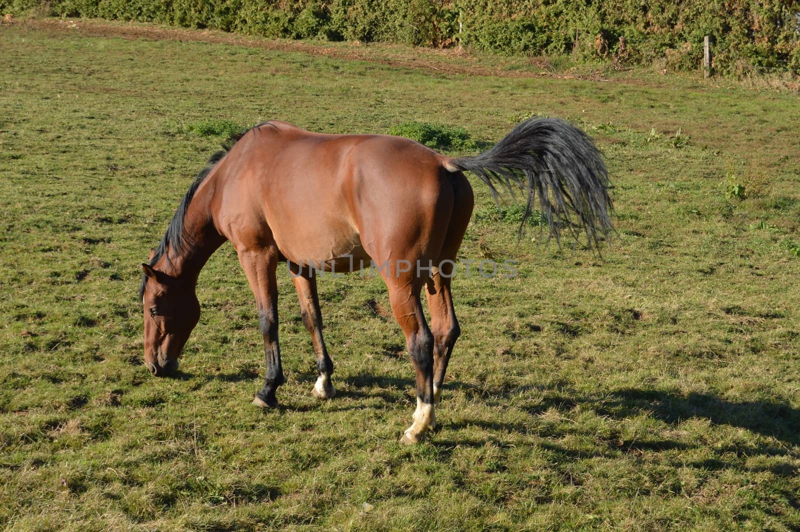 Horse of brown color grazing the grass in one fields.