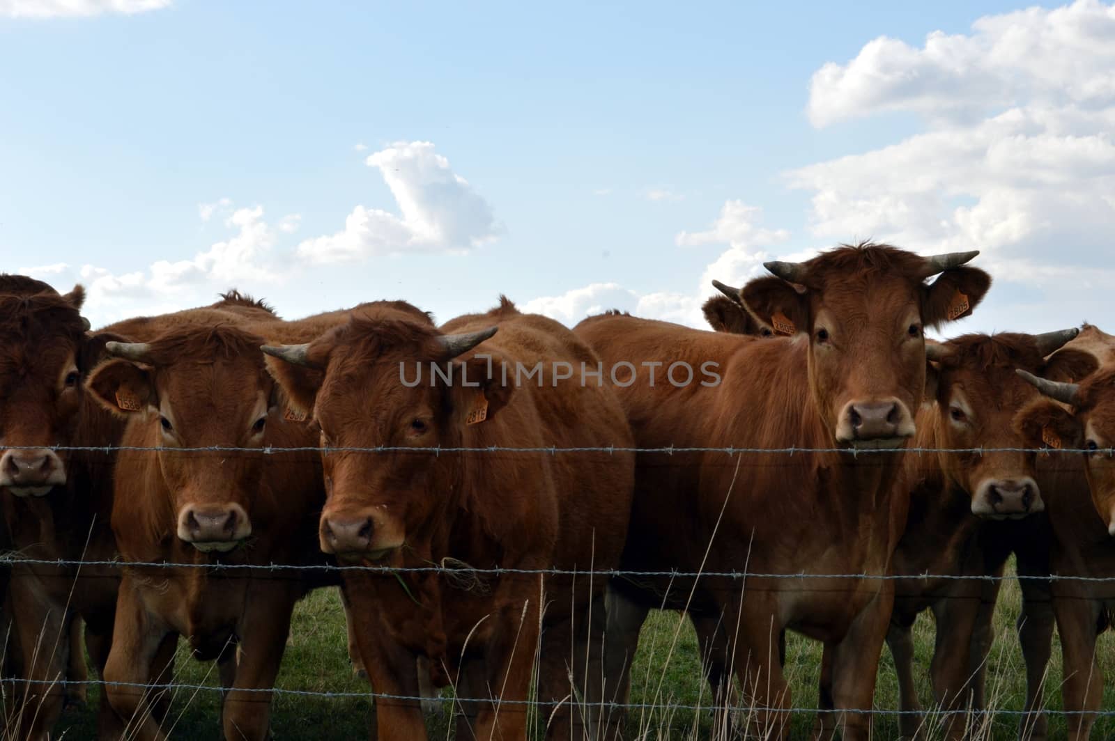 Several cows of brown color which looks at me with interest.