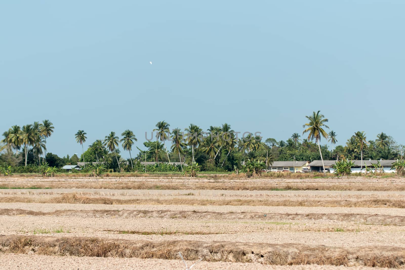 Paddy Field Off Season by azamshah72