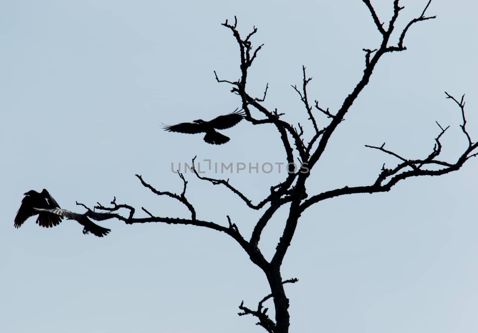 Sillhouette of crows taking flight from dead tree