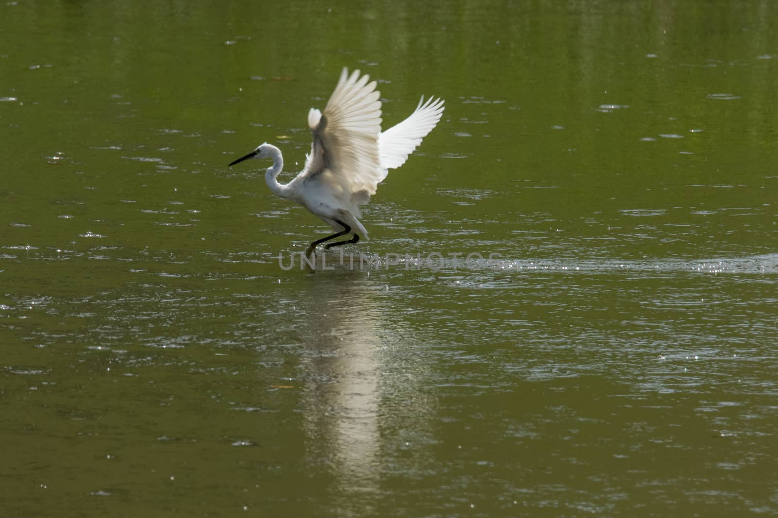 Little egret  trying to land on the muddy green water