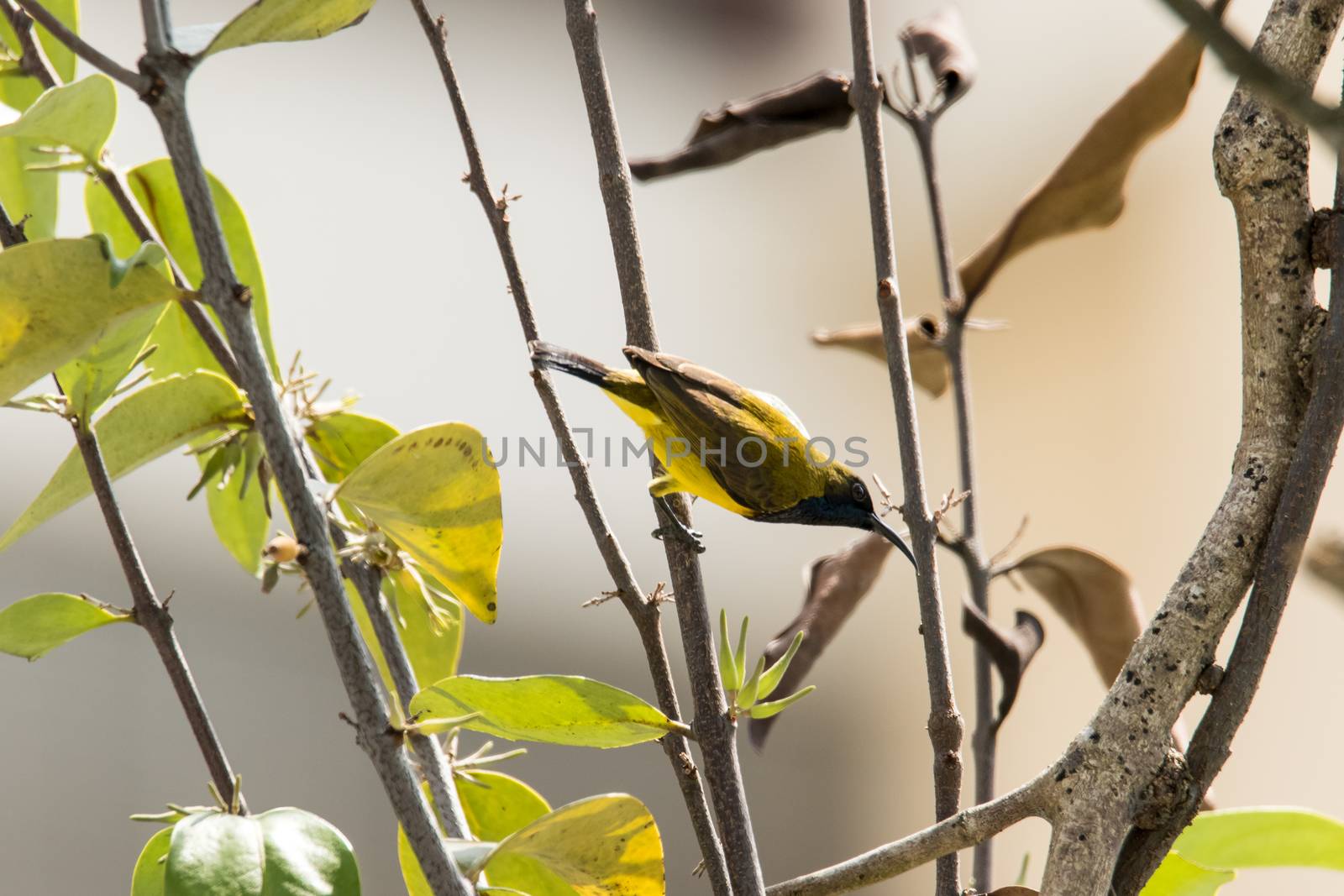 Olive-backed Sunbird (Cinnyris jugularis) by azamshah72