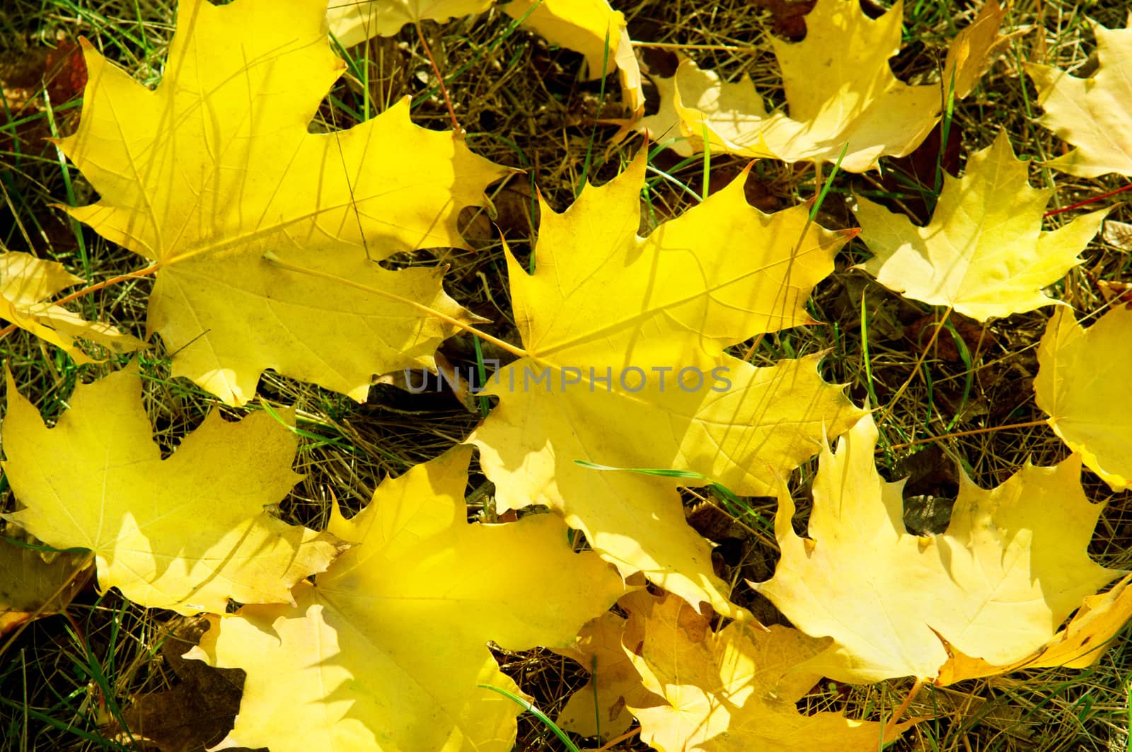 yellow maple leaves on green grass in autumn