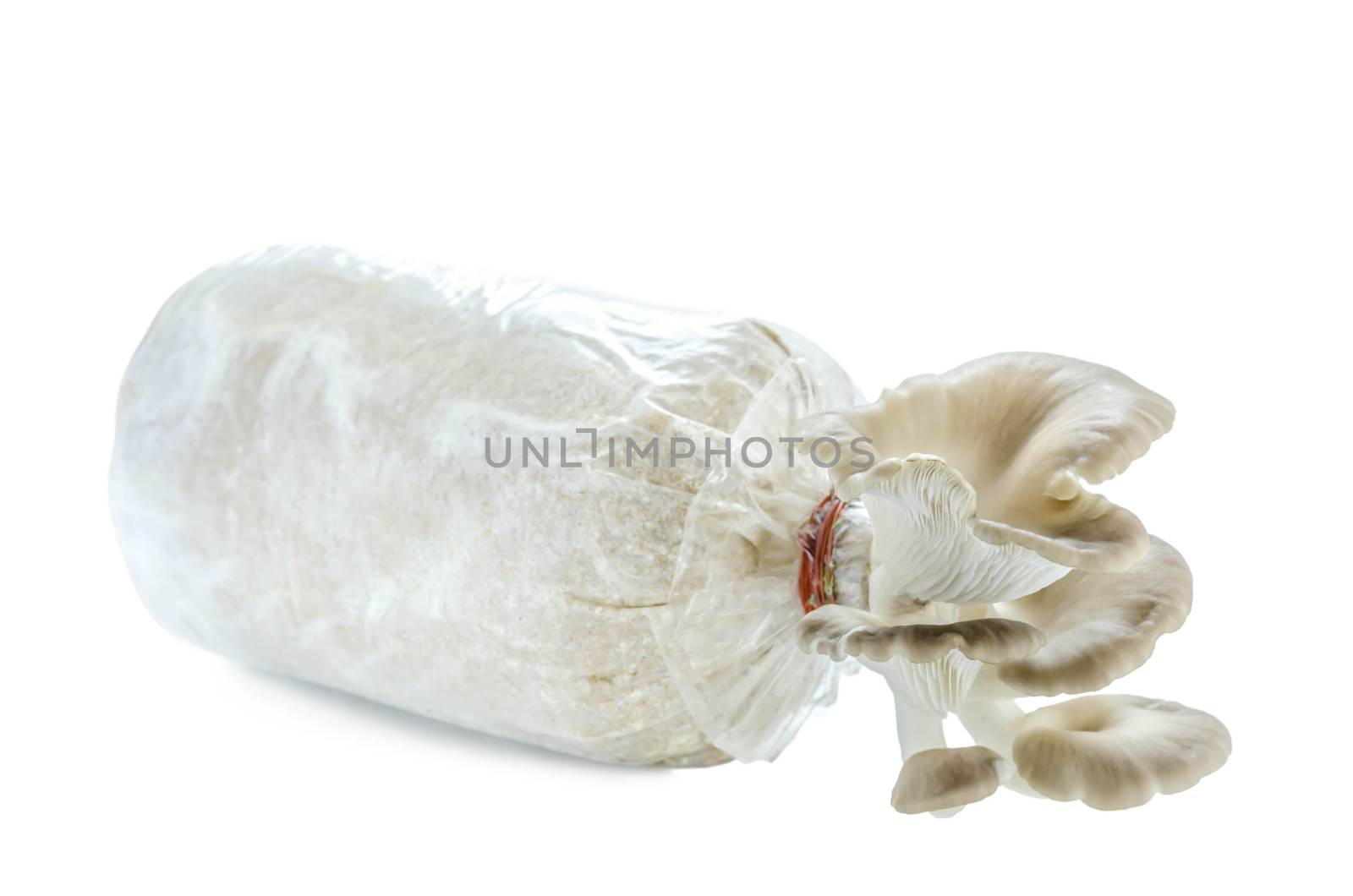 Oyster mushrooms on the plastic bag with mycelium and substrate , selective focus