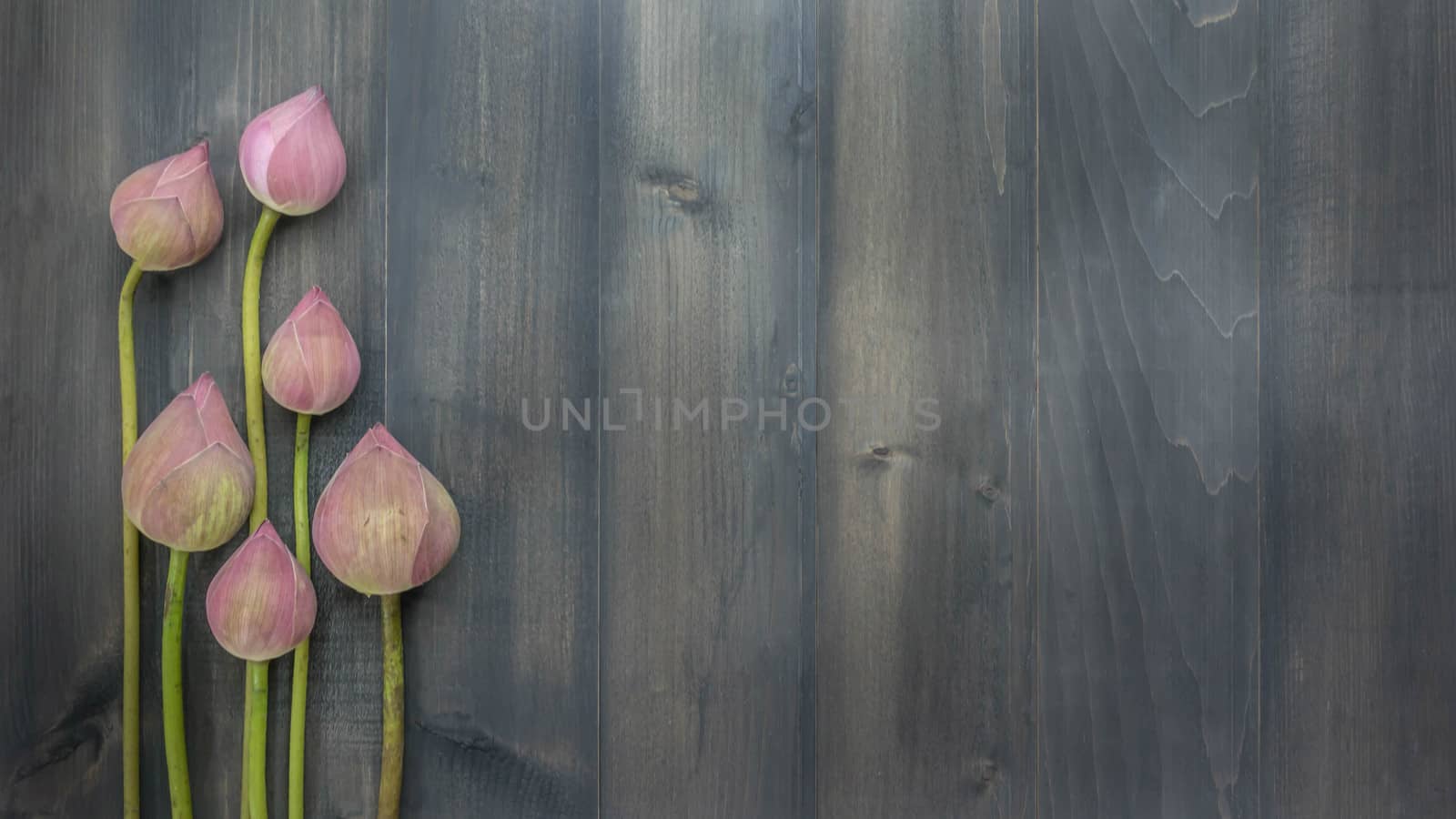 top view of pink water lily over wooden background,  Free space for text