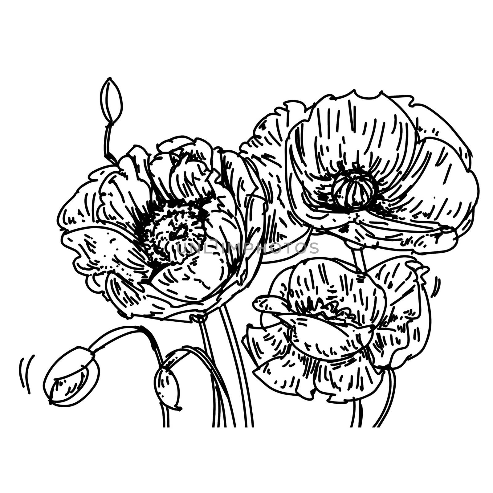 I took poppies to the stretch