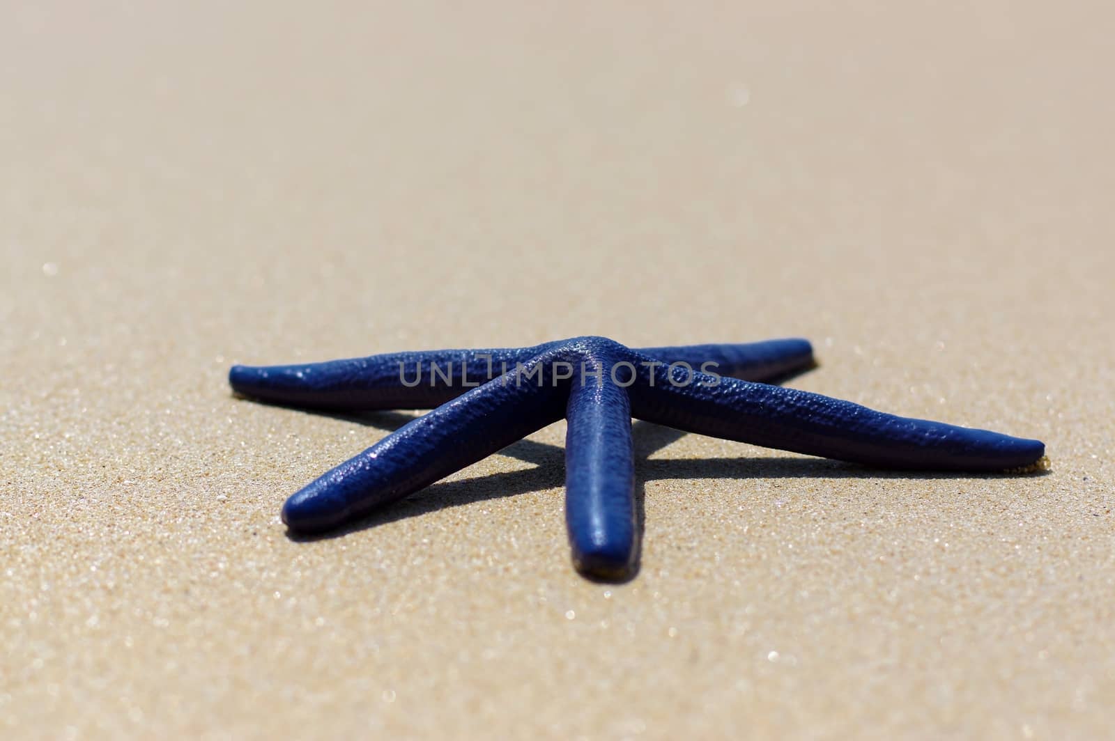 Blue starfish on the white sand in Thailand