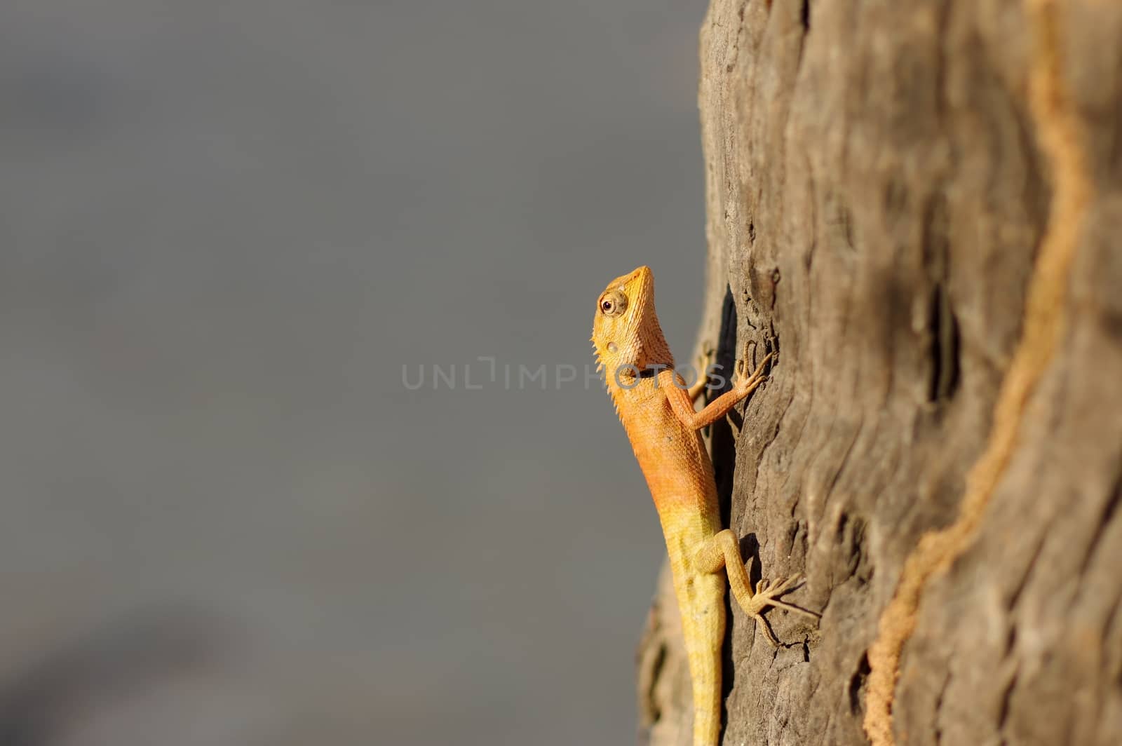 a bight yellow asia garden lizard Calotes versicolour Crested Tree Lizard with blue background on a tree in with plam leave, close-up shooting n Thailand