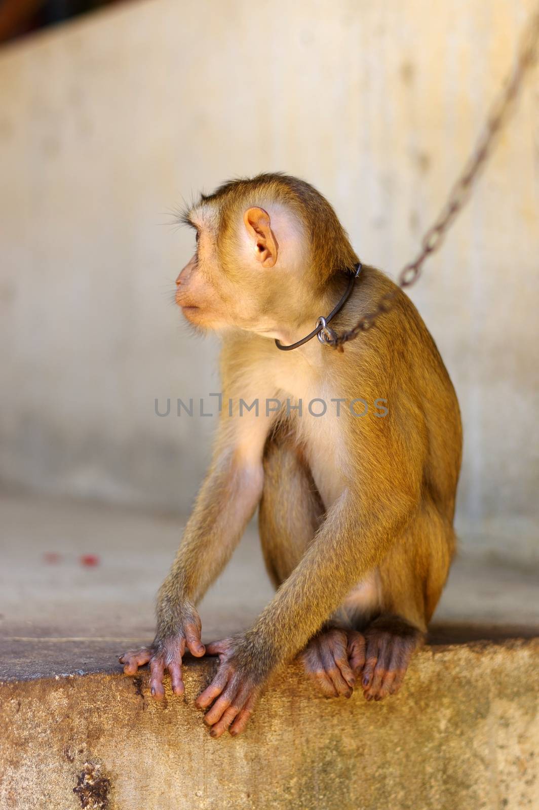 Young brown macaca monkey in chains in Thailand by evolutionnow