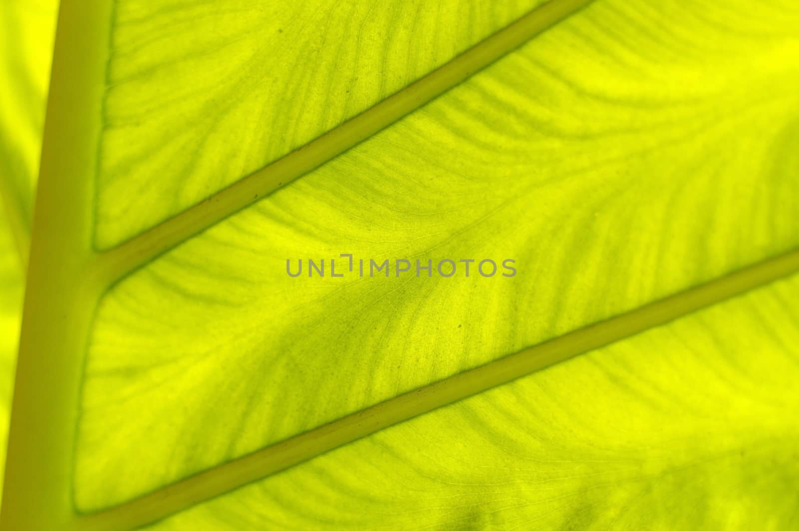 a backlit fresh green palm leaf, ckose up