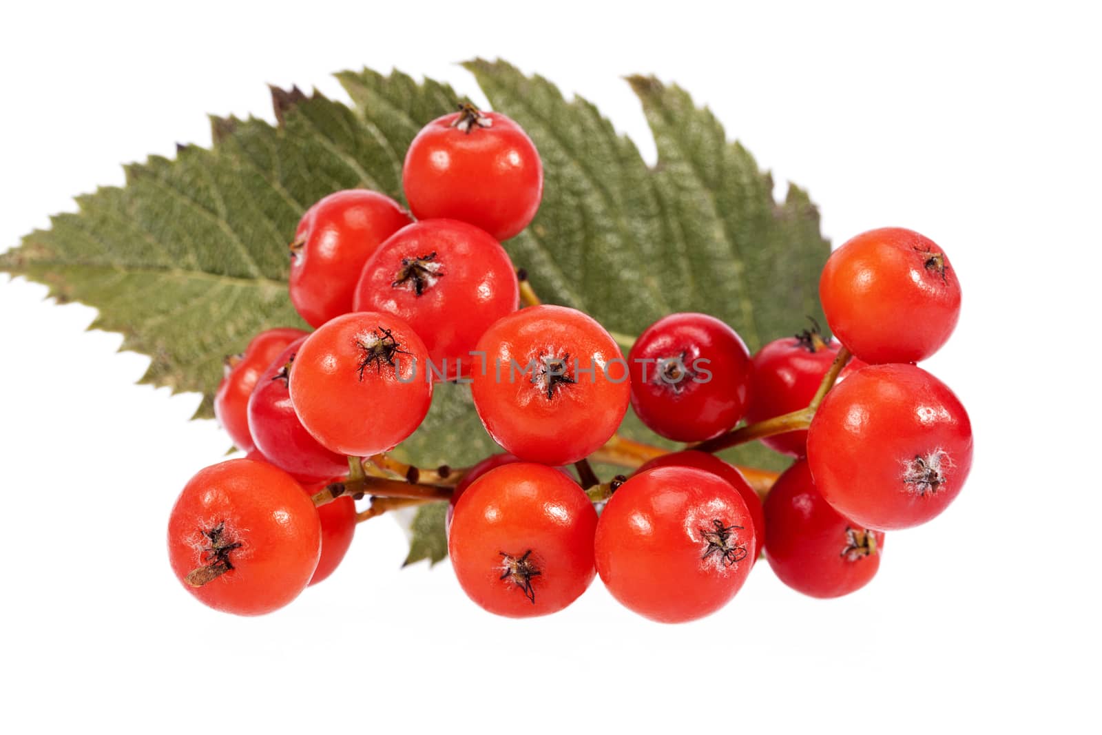 Red fruits of rowan berry isolated on white background.
